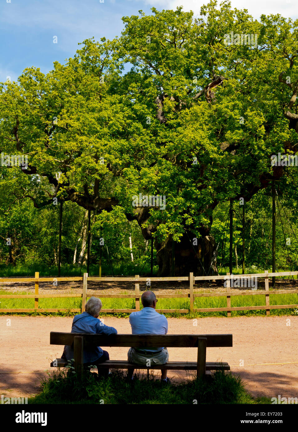 Touristen, die gerne an der großen Eiche Baum Quercus Robur in Sherwood Forest Nottinghamshire England Großbritannien, die etwa 1000 Jahre alt ist Stockfoto