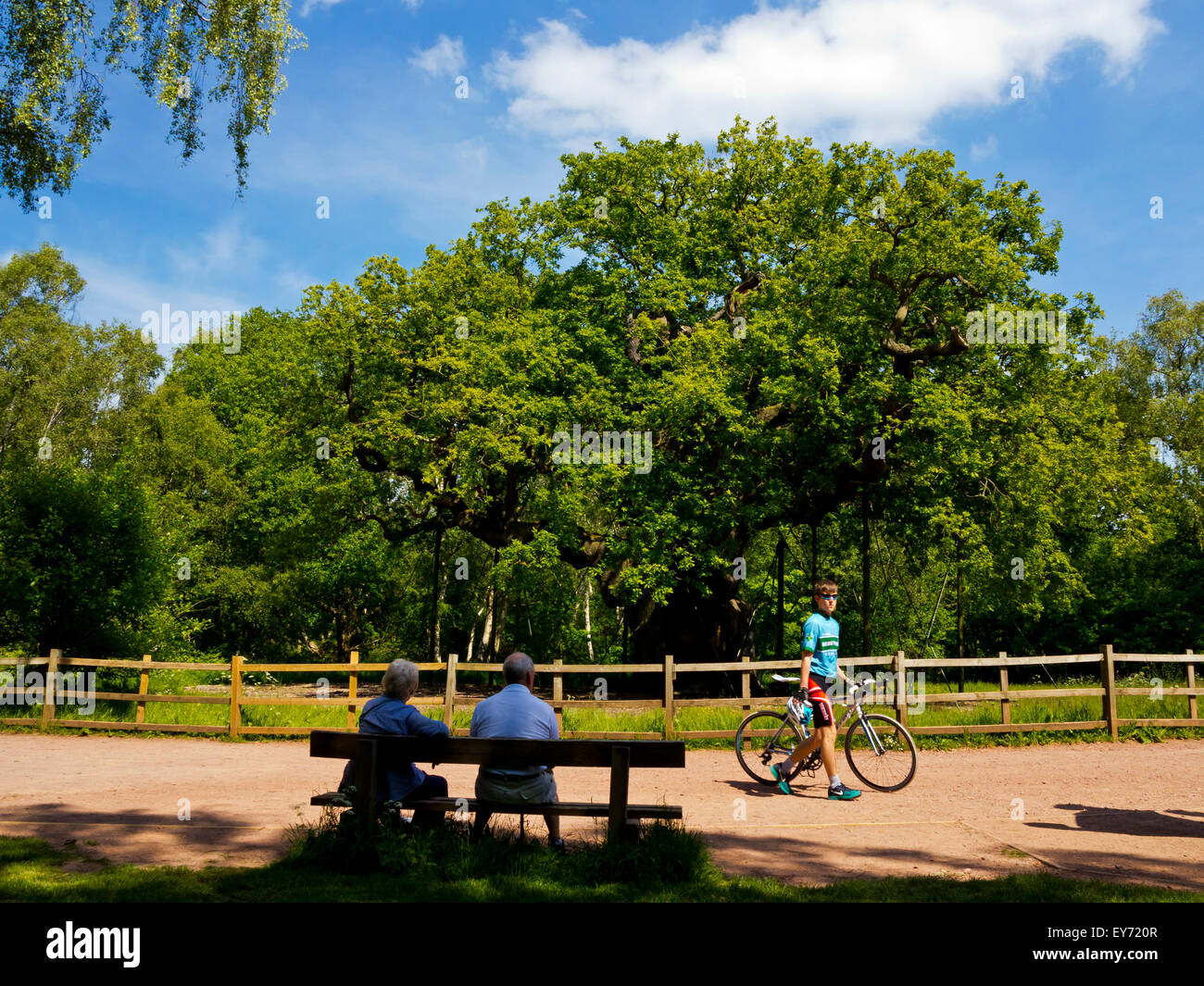 Touristen, die gerne an der großen Eiche Baum Quercus Robur in Sherwood Forest Nottinghamshire England Großbritannien, die etwa 1000 Jahre alt ist Stockfoto