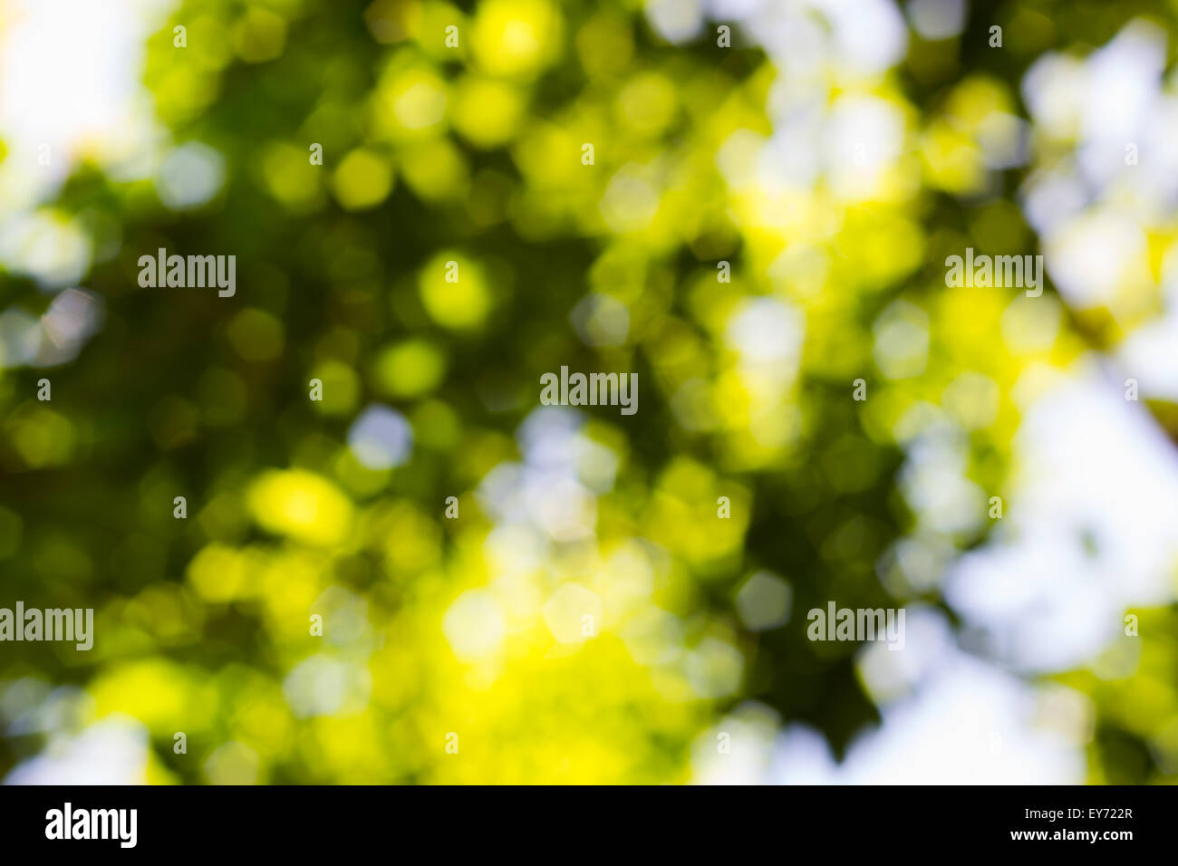 Natur-Hintergrund aus grünen Blättern am Tageslicht Stockfoto