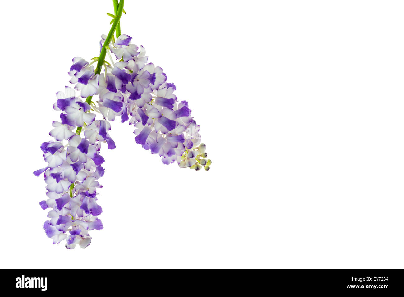 Orchideen blühen Blumen (Rhynchostylis Coelestis) isoliert auf weißem Hintergrund und Clipping-Pfad Stockfoto