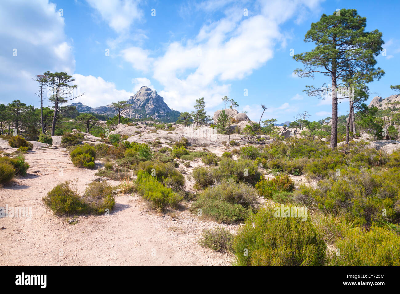 Natur der Insel Korsika, Berglandschaft mit Pinien Stockfoto