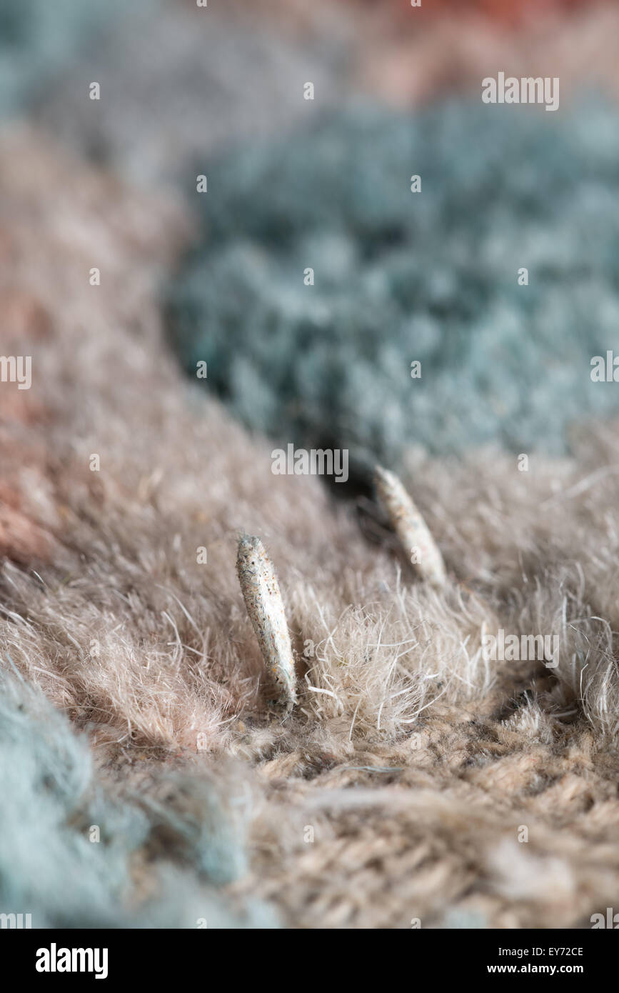 Gehäuse mit Puppen leben Teppich Motten Larven eingehüllt in Schutzhülle  aus Wolle Fasern gegessen Teppich fast Erwachsenen Motten gemacht  Stockfotografie - Alamy
