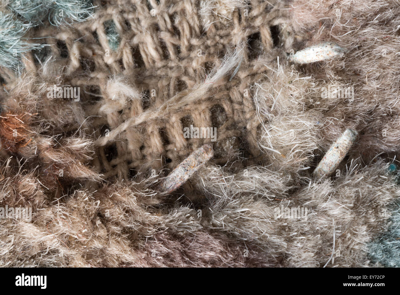Gehäuse mit Puppen leben Teppich Motten Larven eingehüllt in Schutzhülle  aus Wolle Fasern gegessen Teppich fast Erwachsenen Motten gemacht  Stockfotografie - Alamy