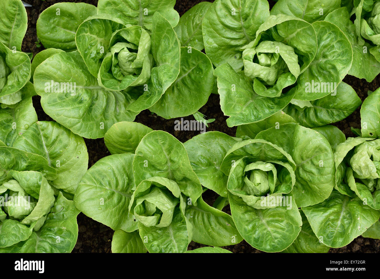 Kleines Juwel Römersalat in einem Garten. Ansicht von oben. Kleine Salate in einer Zeile in einem Garten wachsen. Bio-Gärtnerei. Stockfoto