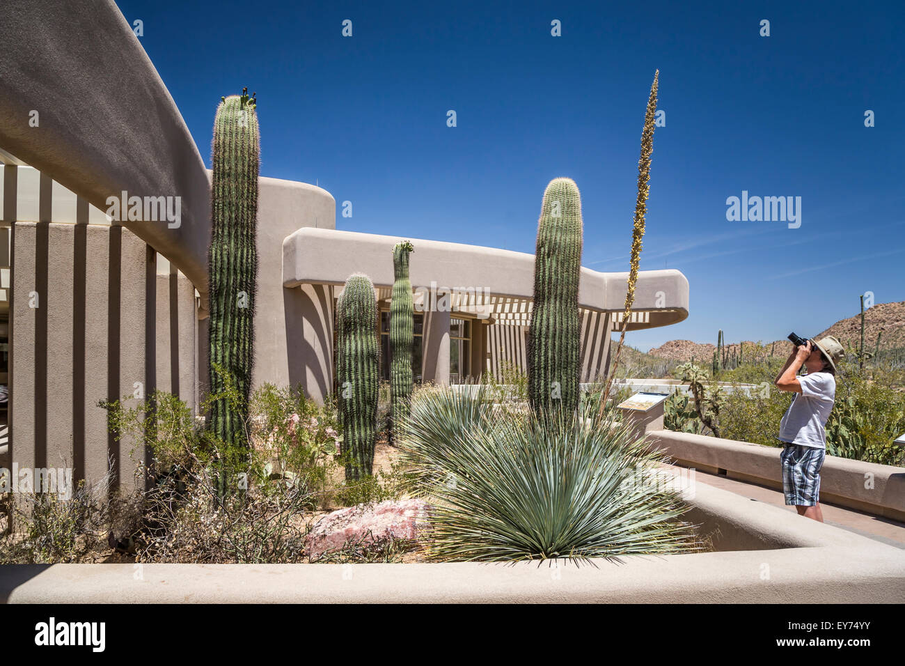 Der Saguaro-Nationalpark-Besucherzentrum in der Nähe von Tucson, Arizona, USA. Stockfoto