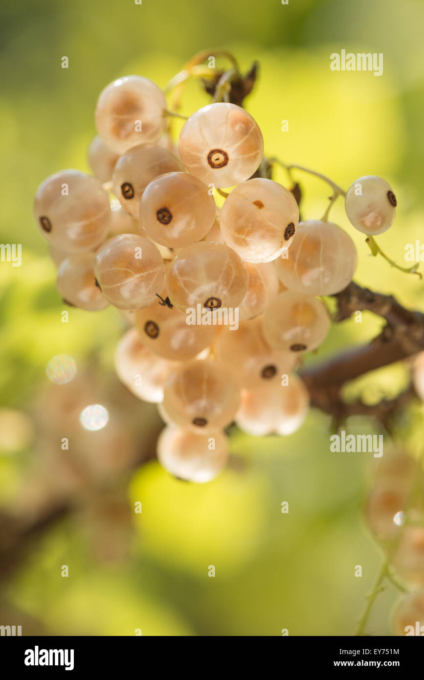 saftige saftige Reife weiße Johannisbeeren Ribes Rubrum ein Albino Sorte Obst Stockfoto
