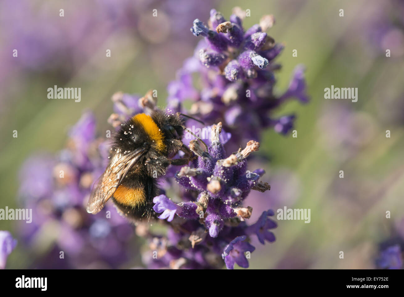 Versteckt zwischen den Massen der kleine Röschen der Lila Lavendel Blumen der Buff queen Bumble beschäftigt sammeln Blütenpollen Stockfoto