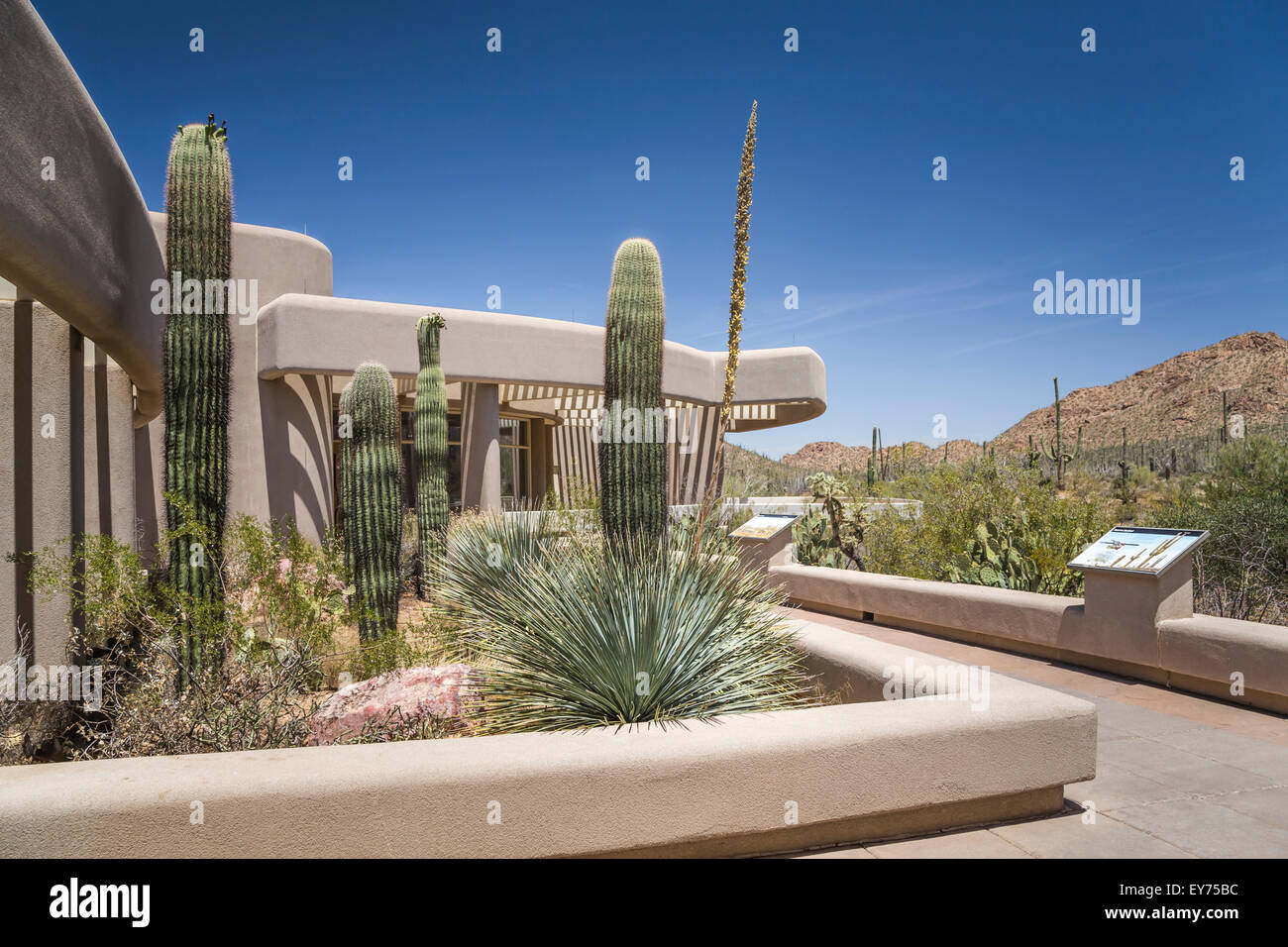 Der Saguaro-Nationalpark-Besucherzentrum in der Nähe von Tucson, Arizona, USA. Stockfoto