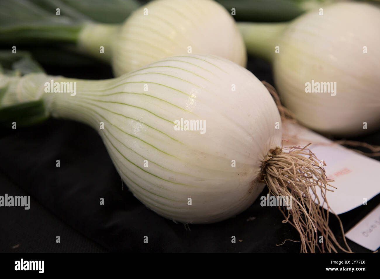 Knutsford, UK. 23. Juli, 2015.Prize Ownseed Zwiebeln auf dem Display an RHS Flower Show Tatton Park eröffnet, die öffentliche Anerkennung zu gewinnen: Keith Larby/Alamy Live News Stockfoto