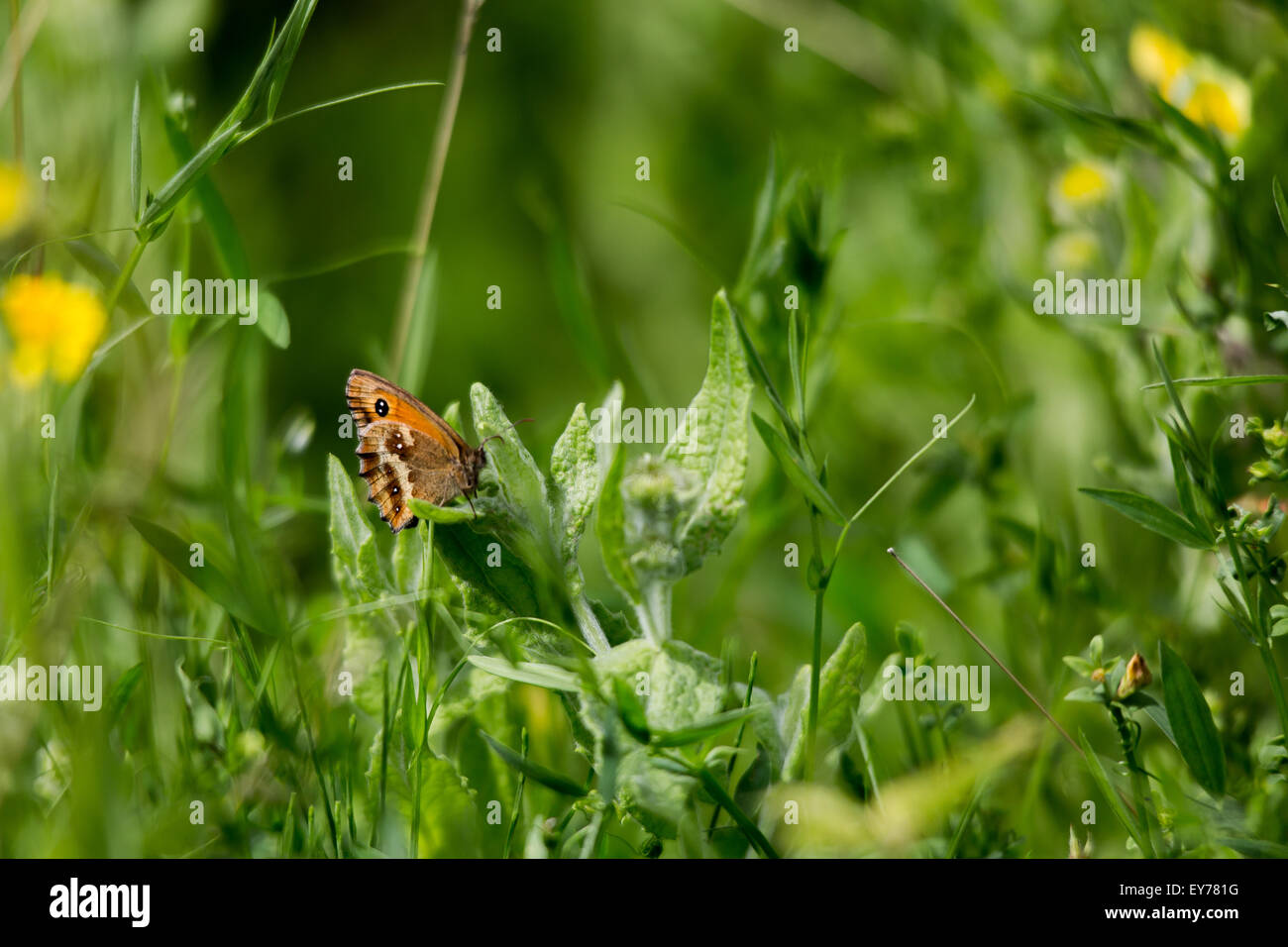 Eine Tierwelt Schuss eines Schmetterlings Red Admiral mit offenen Flügeln Stockfoto