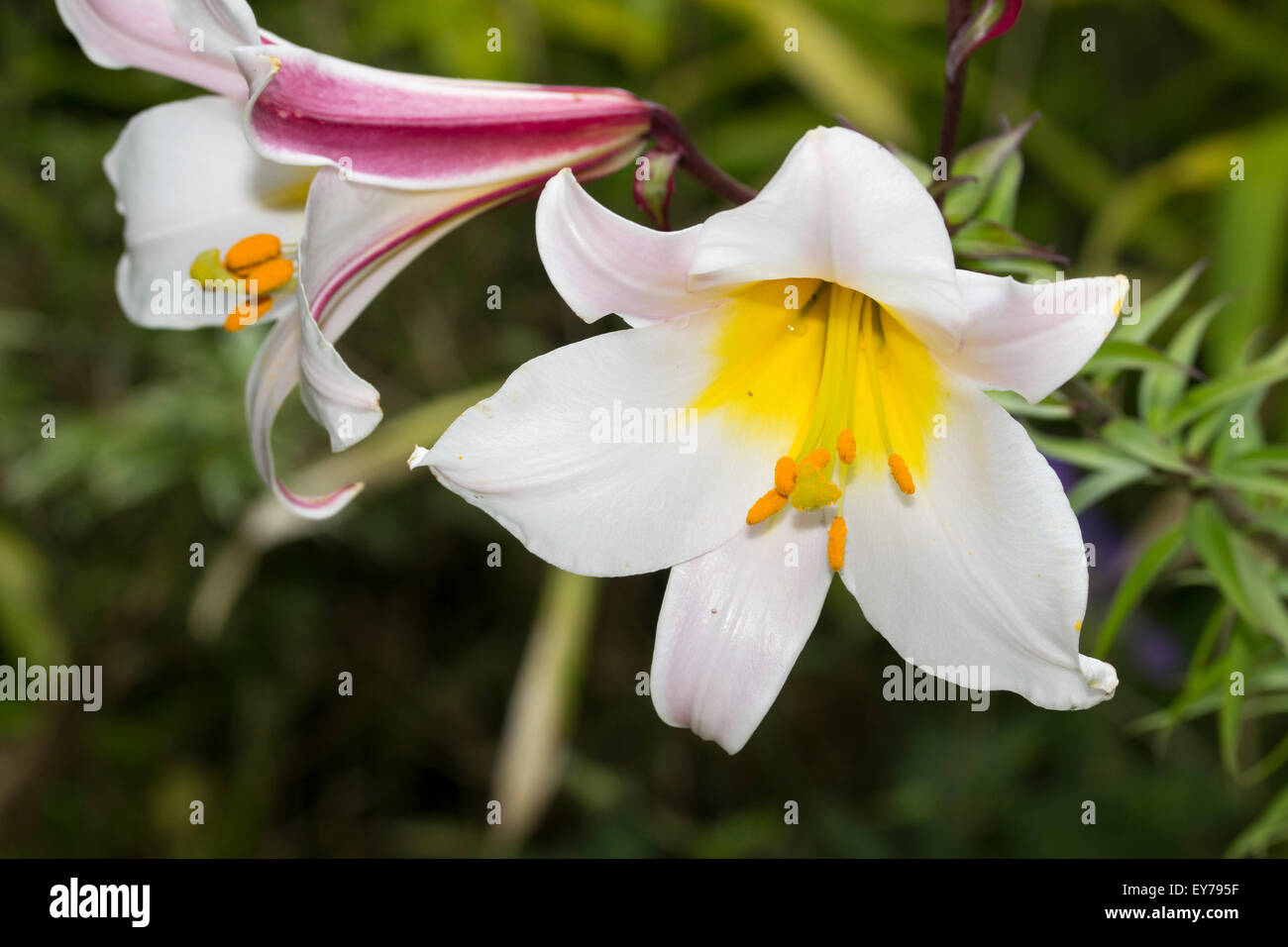 Rosa gestreifte weiße Blüten die stark duftenden königliche Lilie, Lilium regale Stockfoto