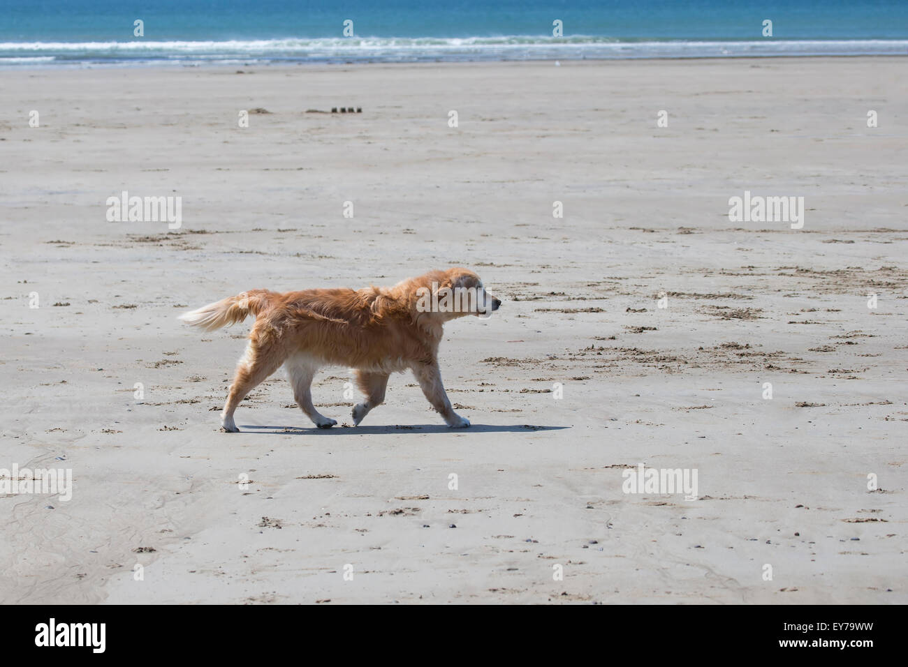 Hund zu Fuß über einen großen Sandstrand bei Ebbe ohne Begleitung Stockfoto
