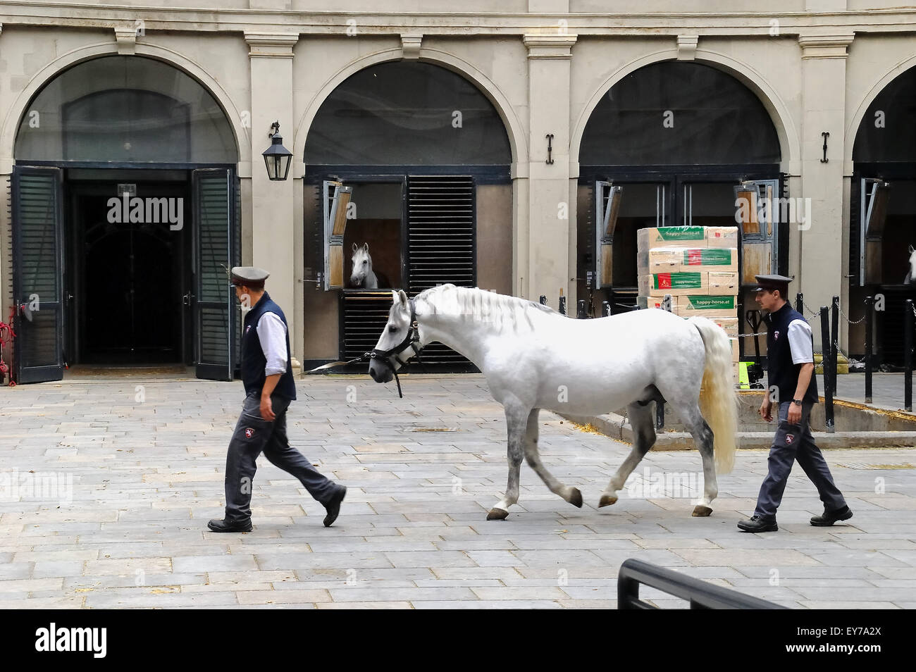 Lipizzan Horse Stockfotos Und bilder Kaufen Alamy lipizzan-horse-stockfotos-und-bilder-kaufen-alamy