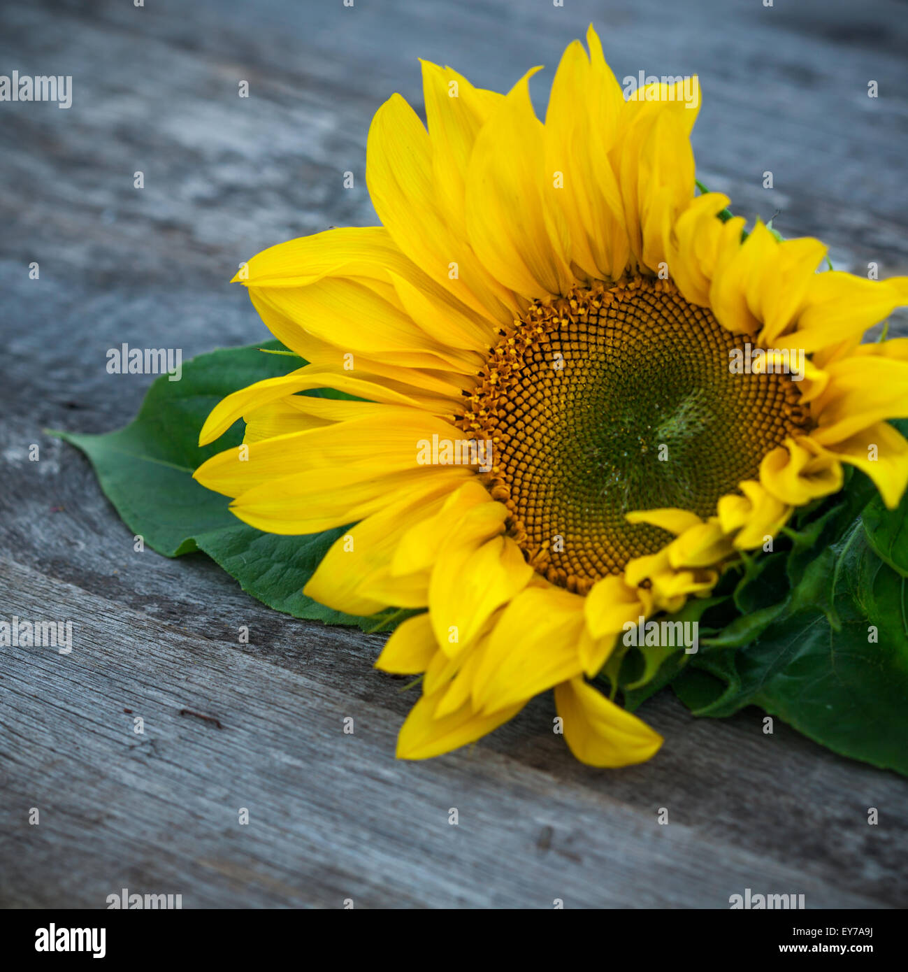 Sonnenblume auf Holztisch, selektiven Fokus Stockfoto