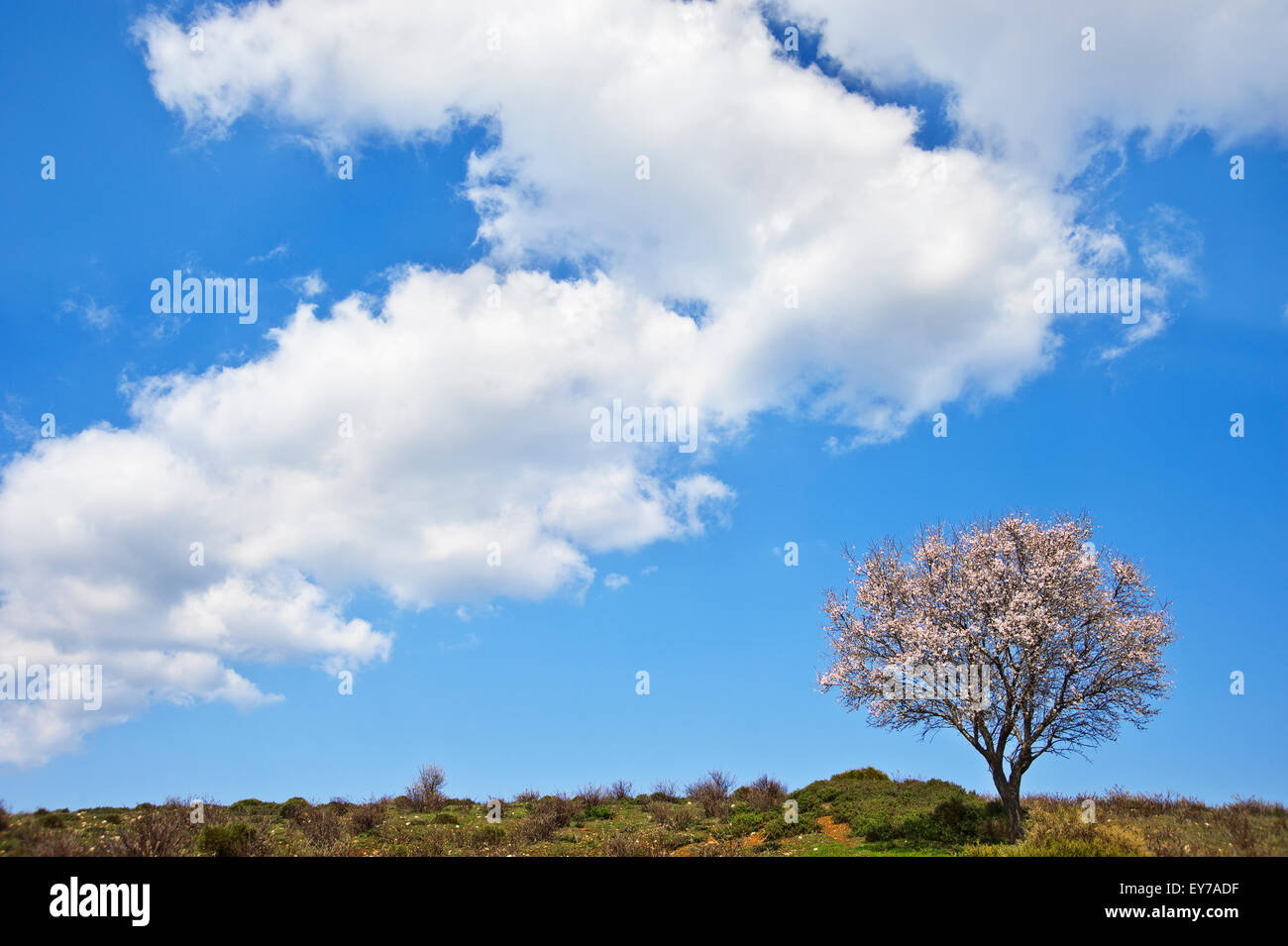 Blühenden Mandelbäume Baum unter großen weißen Wolke auf Pilion Halbinsel, Thessalien, Griechenland Stockfoto