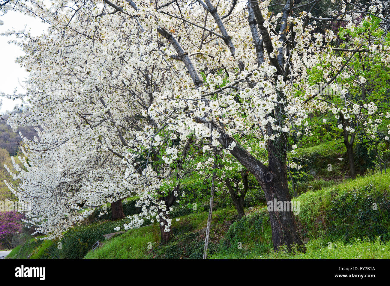 Blühende Kirschbäume Baum Stockfoto
