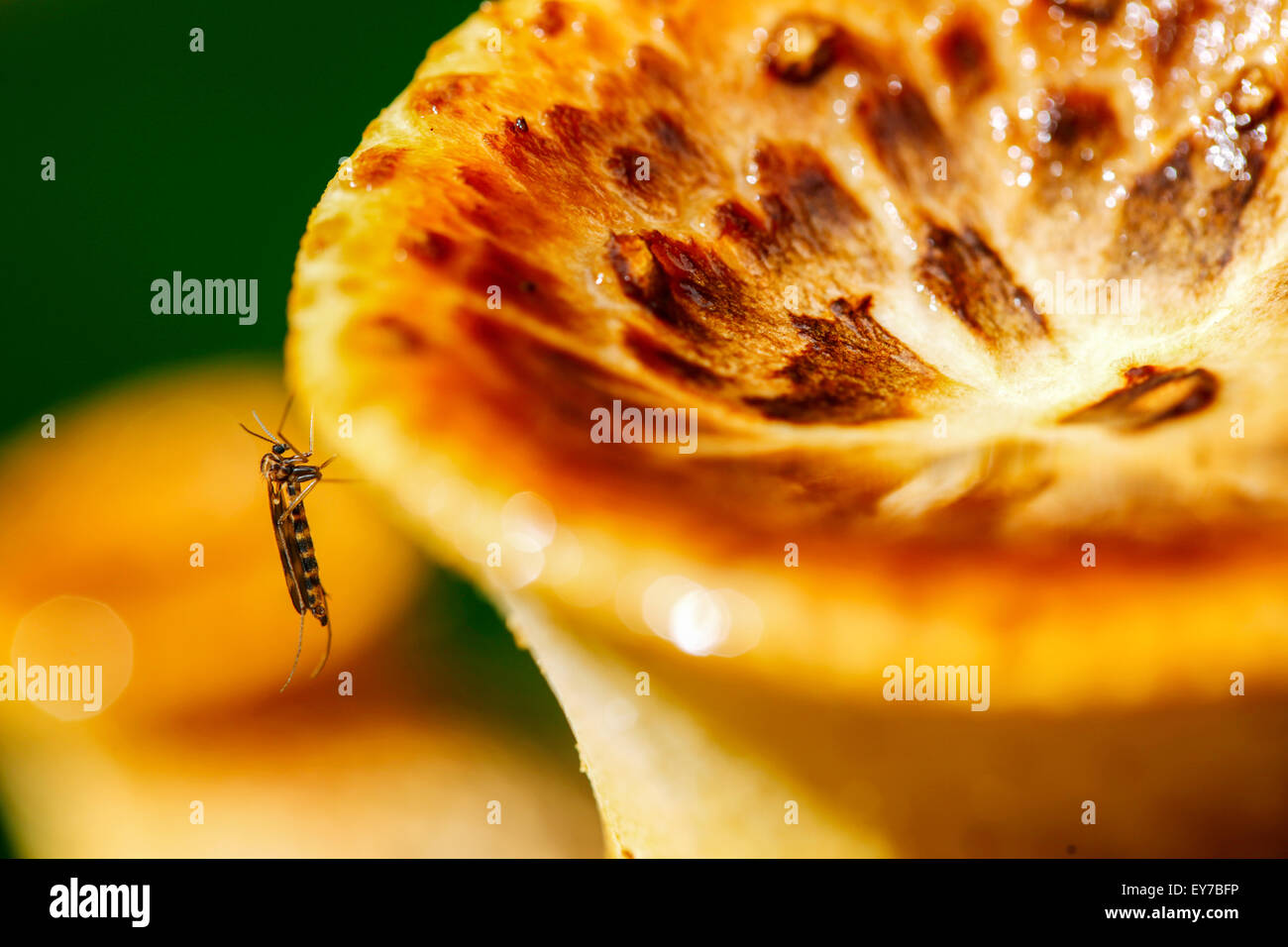 Eine Mücke, die auf einem Trockensackpilz ruht, Cerioporus squamosus, in feuchtem Wald. Die Pilze glänzen, da sie noch feucht sind, nachdem sie vor kurzem gefallen sind Stockfoto