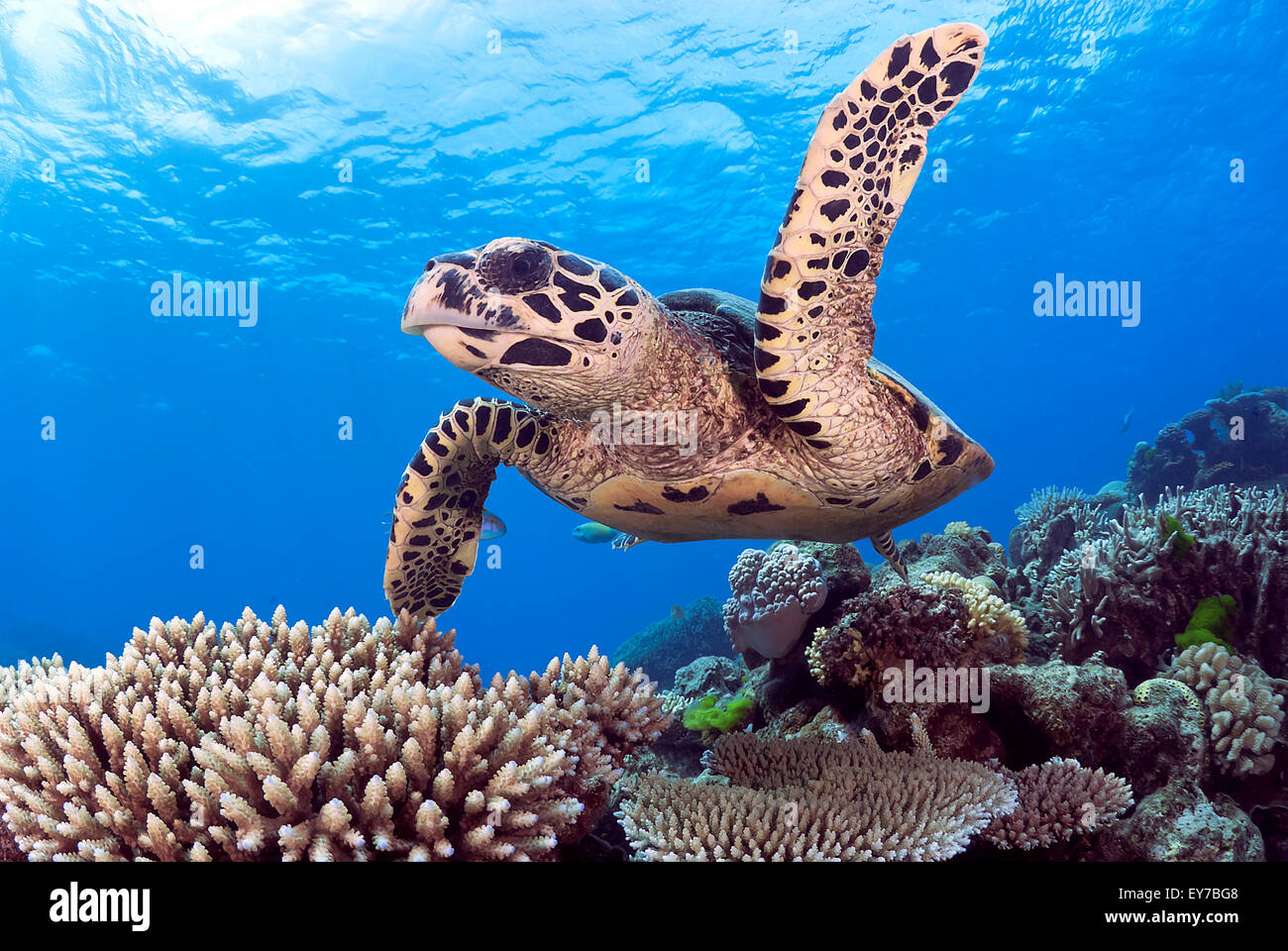 Hawksbill Karettschildkröte (Eretmochelys Imbricata) schwimmen über ein Korallenriff, Great Barrier Reef und Coral Sea, Queensland, Australien Stockfoto