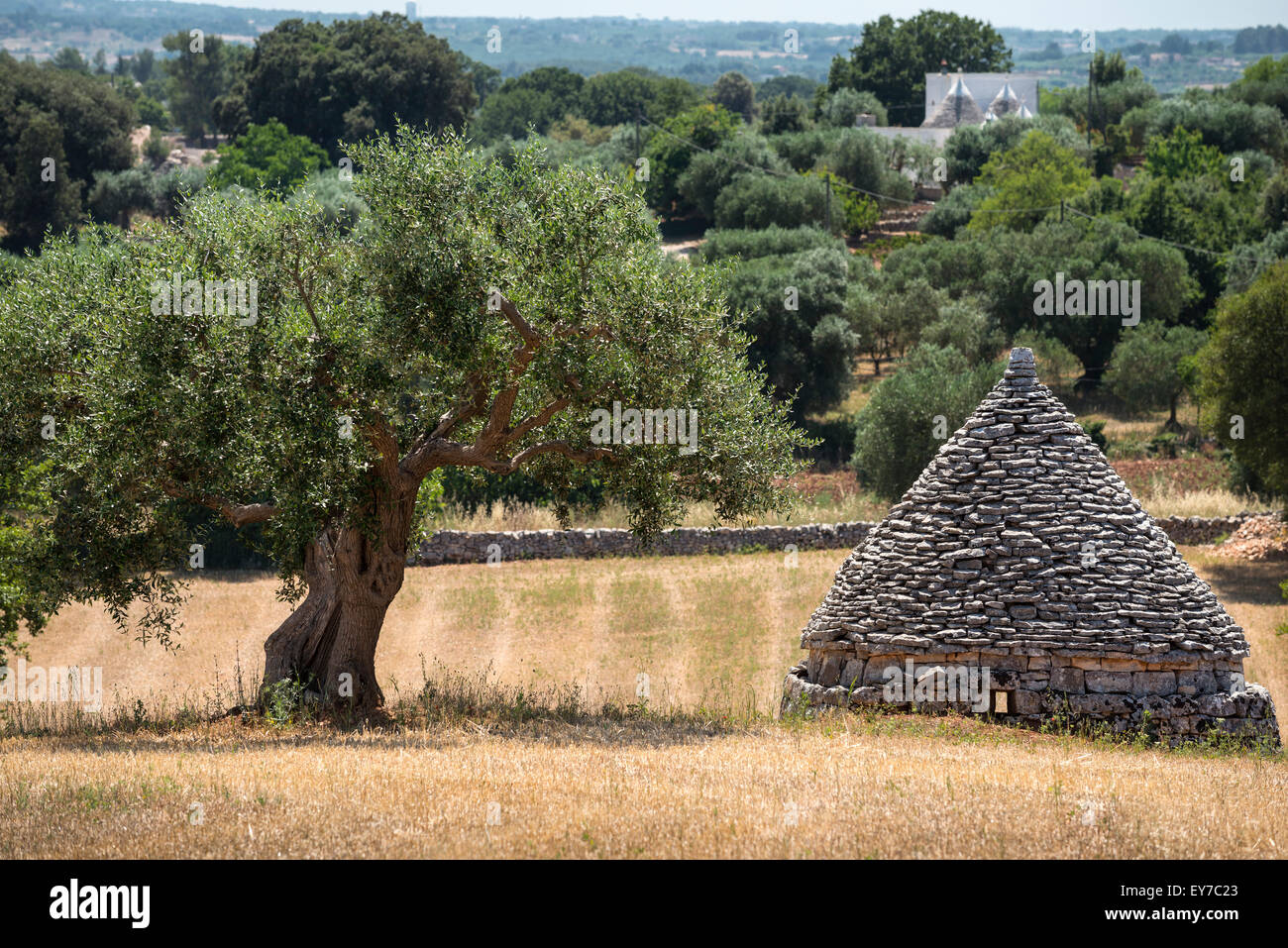 Landschaft apulien -Fotos und -Bildmaterial in hoher Auflösung – Alamy