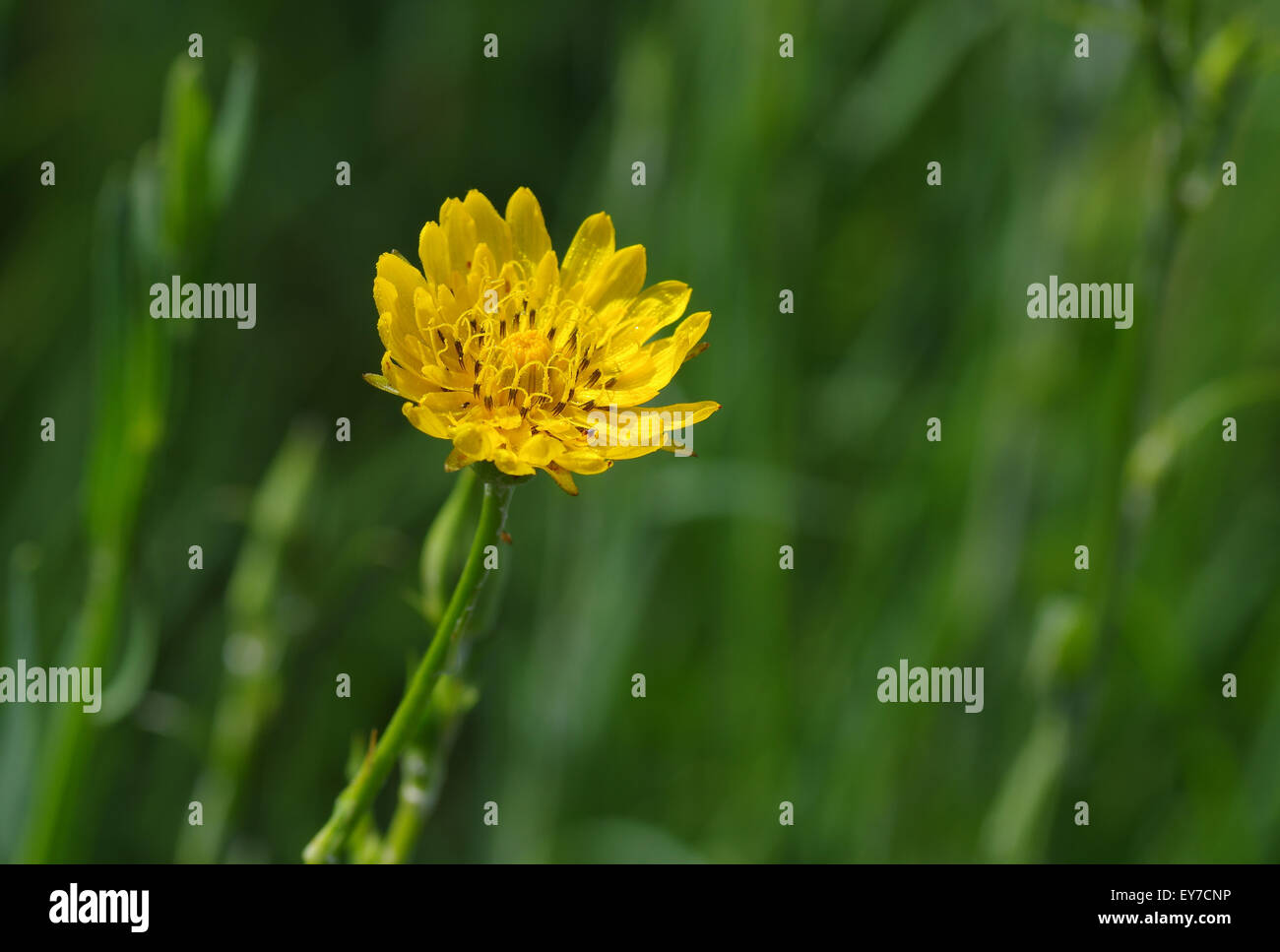 Rough Hawksbeard (Crepis Biennis) Blume in einem wilden Feld von Tau bedeckt Stockfoto