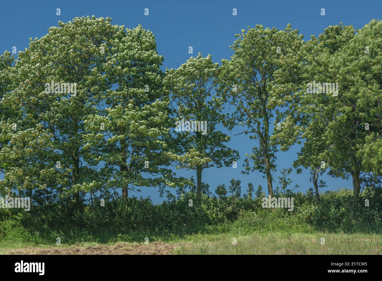 Platanen und andere Bäume im Land Hecke gesetzt gegen sommerlich blauen Himmel. Stockfoto