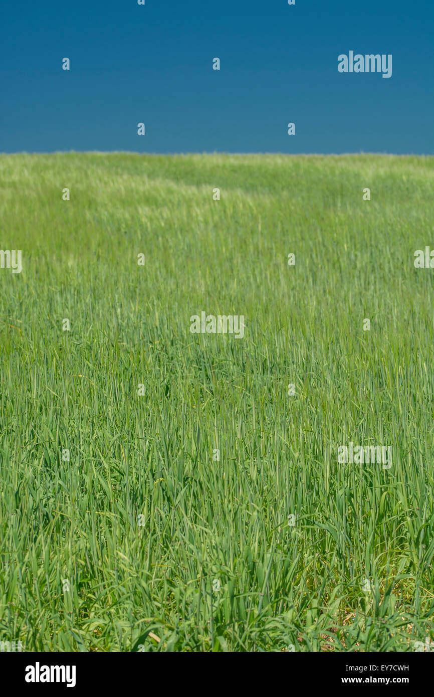 Bereich Green Grass gegen blauem Himmel. [Fokus auf die Gräser im unteren Drittel des Bildes.] Feld der Träume. Stockfoto