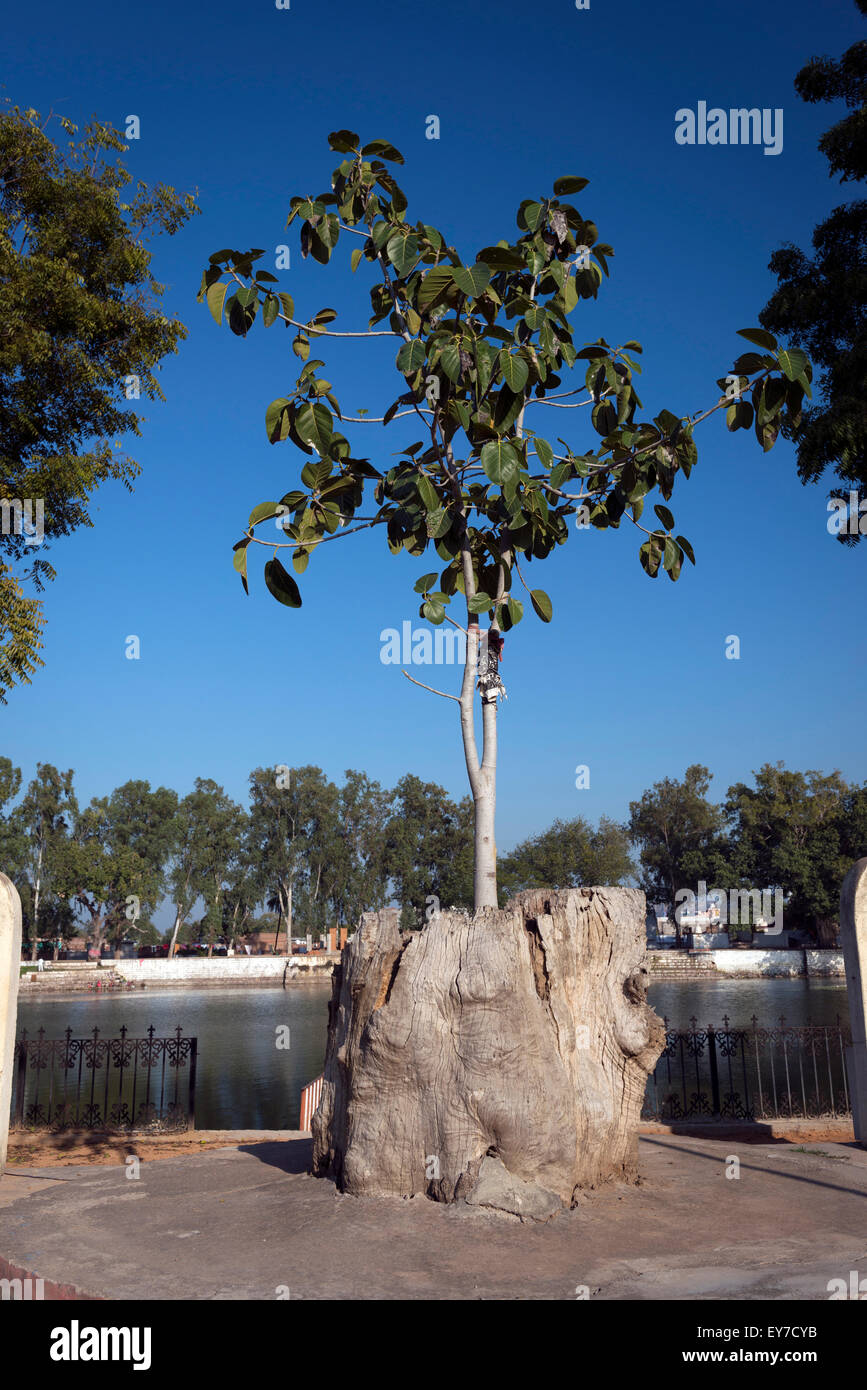 Junger Baum wächst aus den Toten Stumpf eines alten Baumes in Khajuraho, Madhya Pradesh, Indien Stockfoto