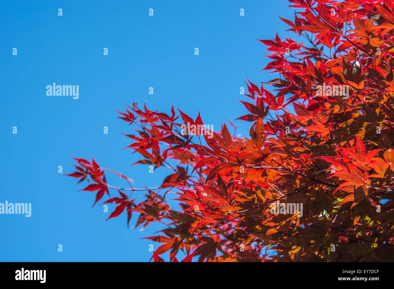 Rot blättriger Acer/Ahorn Baum gegen sommerlich blauen Himmel. Gedacht als Glatter japanischer Ahorn/Acer Palmatum atropurpureum. Sonnenschein durch Blätter. Stockfoto