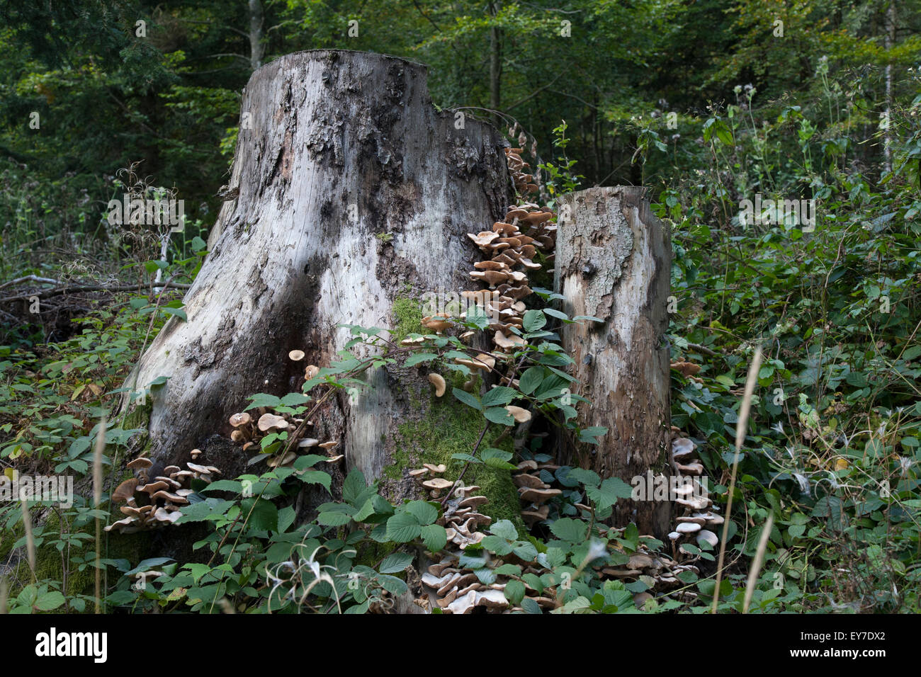 Baumstumpf und baumpilz Stockfoto