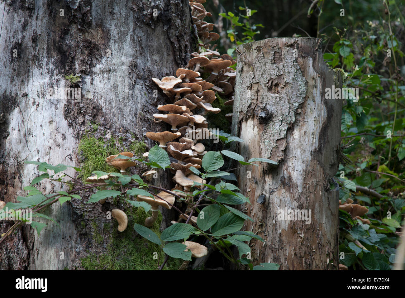 Baumstumpf und baumpilz Stockfoto