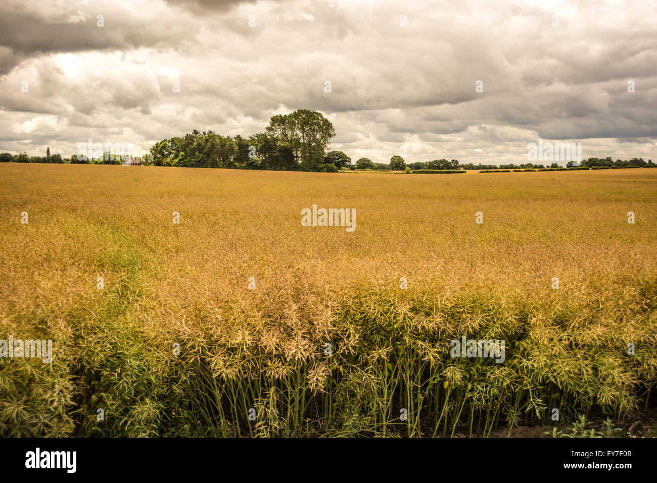 Dramatische Himmel über Maisfeld in Shropshire nahe Telford Juli 2015 Stockfoto