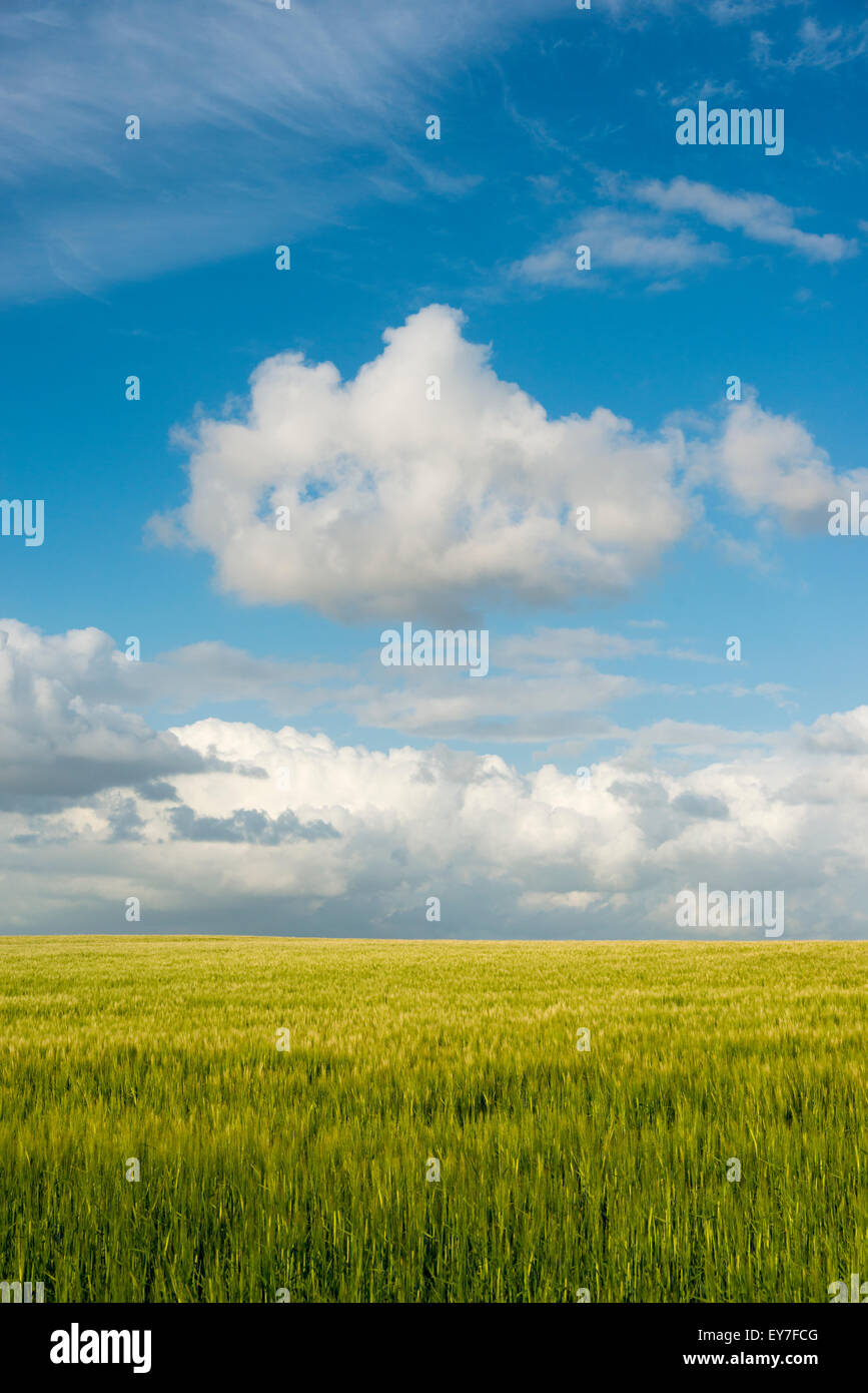 Ein Landschaftsbild von Feldinhalten Gerste wächst in Großbritannien mit blauem Himmel und weißen Cumulus-Wolken Stockfoto