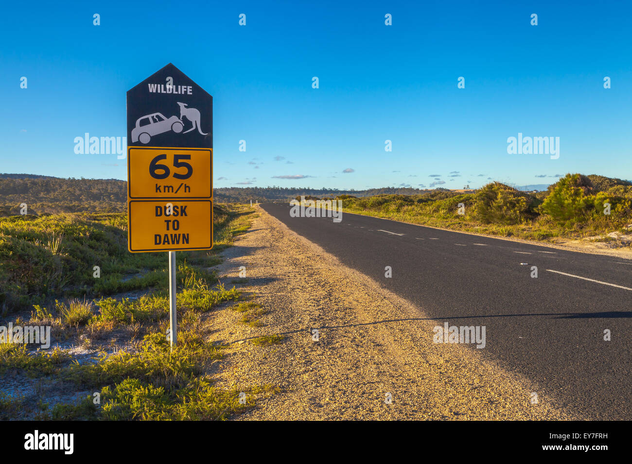 Australian Kangaroo crossing Stockfoto