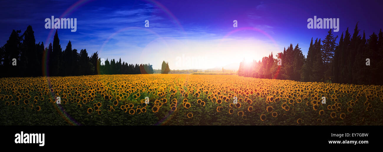Extreme Panorama der Rückansicht von Sonnenblumen wachsen in einem Feld auf die Morgensonne Stockfoto