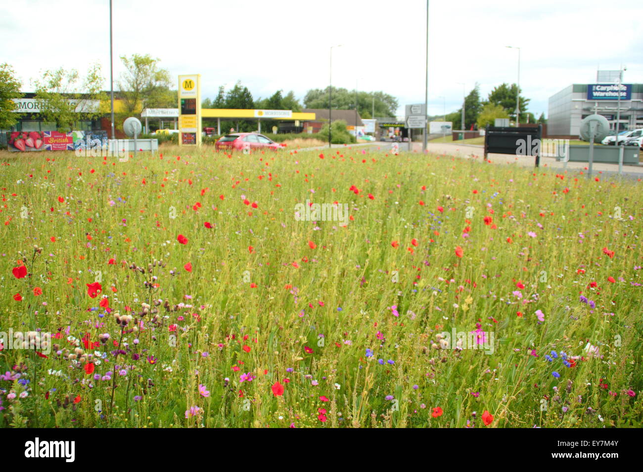 Traffic navigiert einen Kreisverkehr gesät mit Wildblumen im Parkgate, Rotherham, South Yorkshire England UK Stockfoto