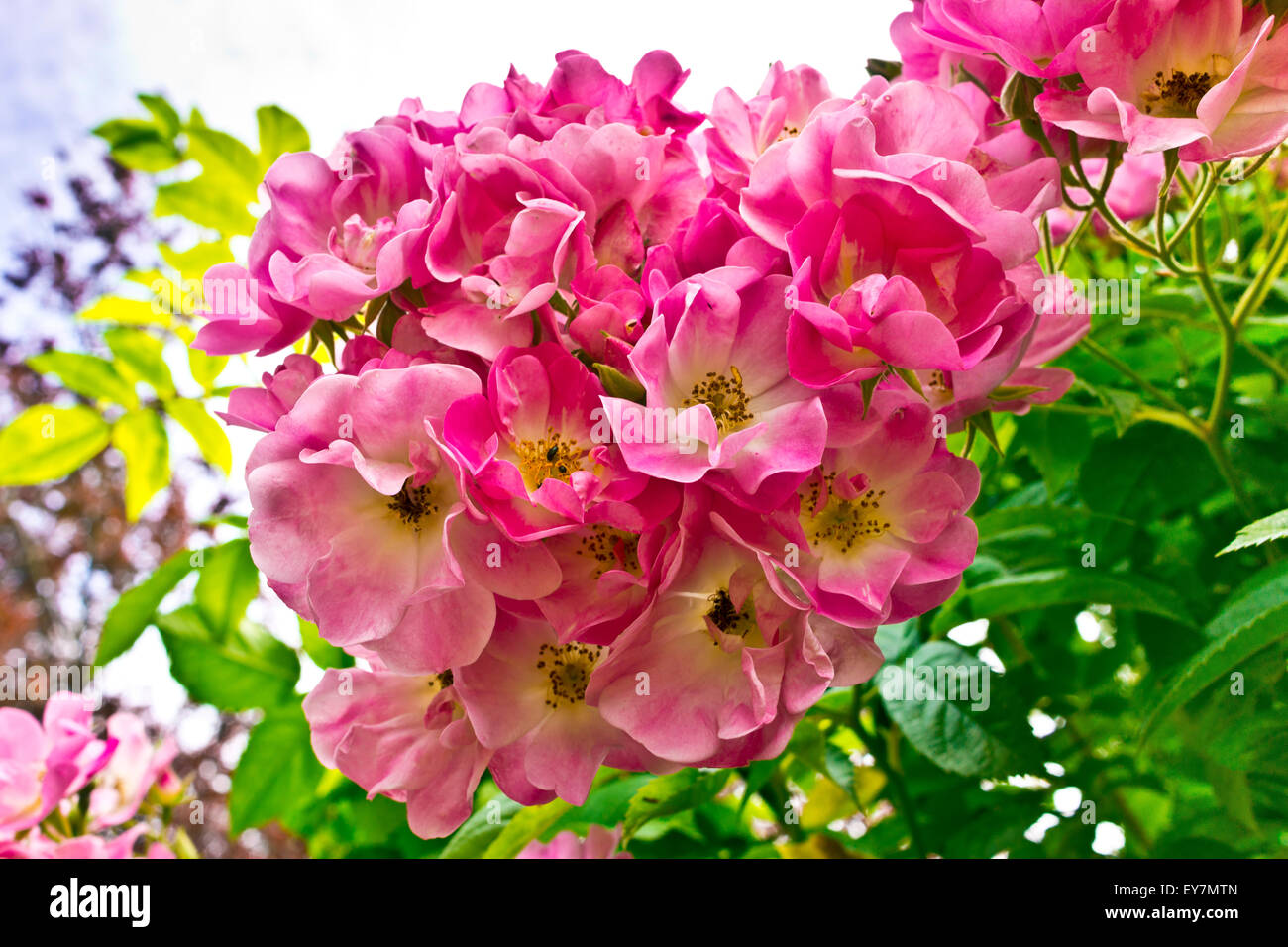 Cluster der Hundsrose rosa Blumen. Stockfoto