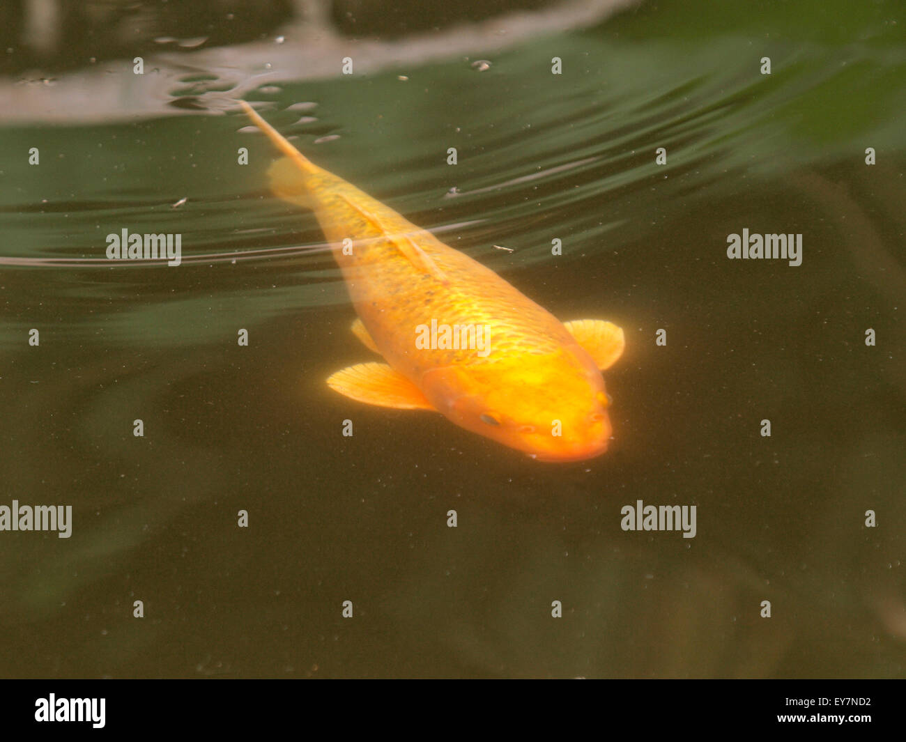 Goldener koi Fotos und Bildmaterial in hoher Auflösung Seite 2 Alamy