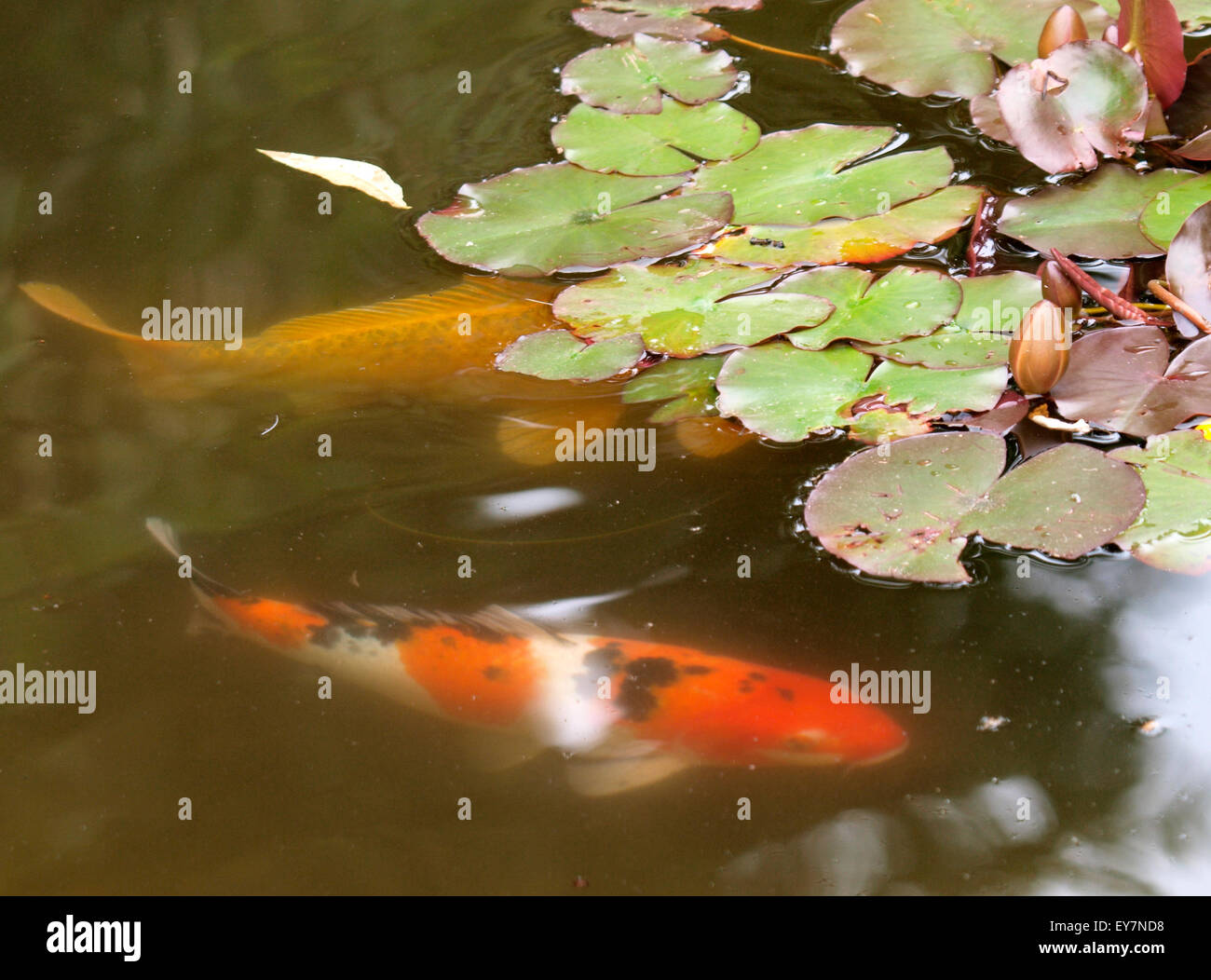 Koi karpfen schwimmen Fotos und Bildmaterial in hoher Auflösung Alamy