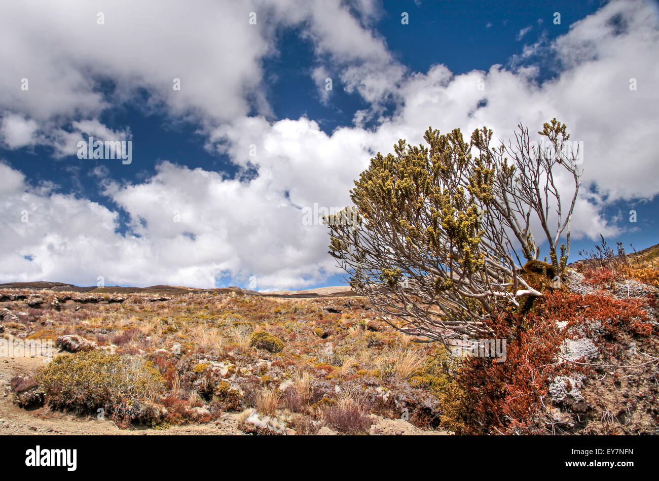Karge Landschaft im Tongariro National Park, Manawatu-Wanganui, Neuseeland Stockfoto