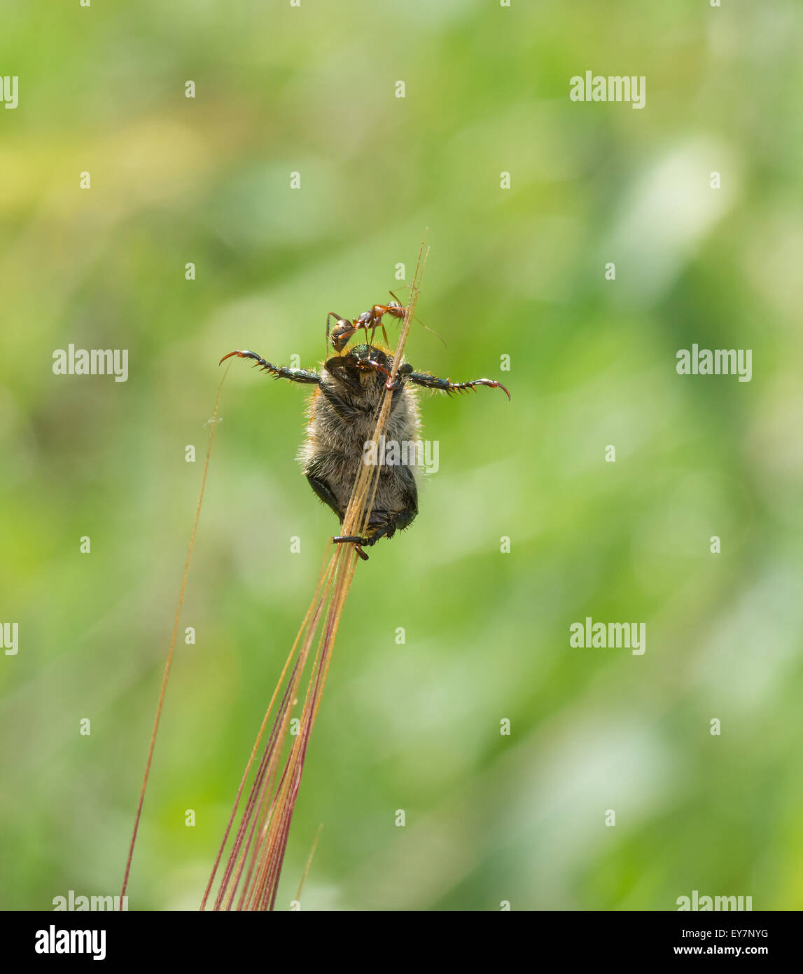 Naturidylle auf Sommersaison - Fette Käfer auf ein Ährchen rockt und singt la-la-la, während die Ameise auf eine seiner reitet wieder Stockfoto