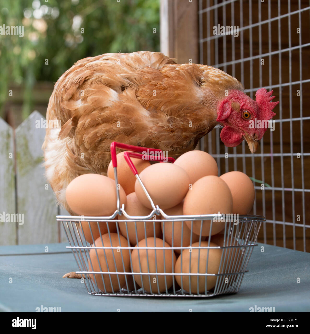 Ein Warren Huhn und frischen Freilandhaltung Eier in einen Drahtkorb Stockfoto