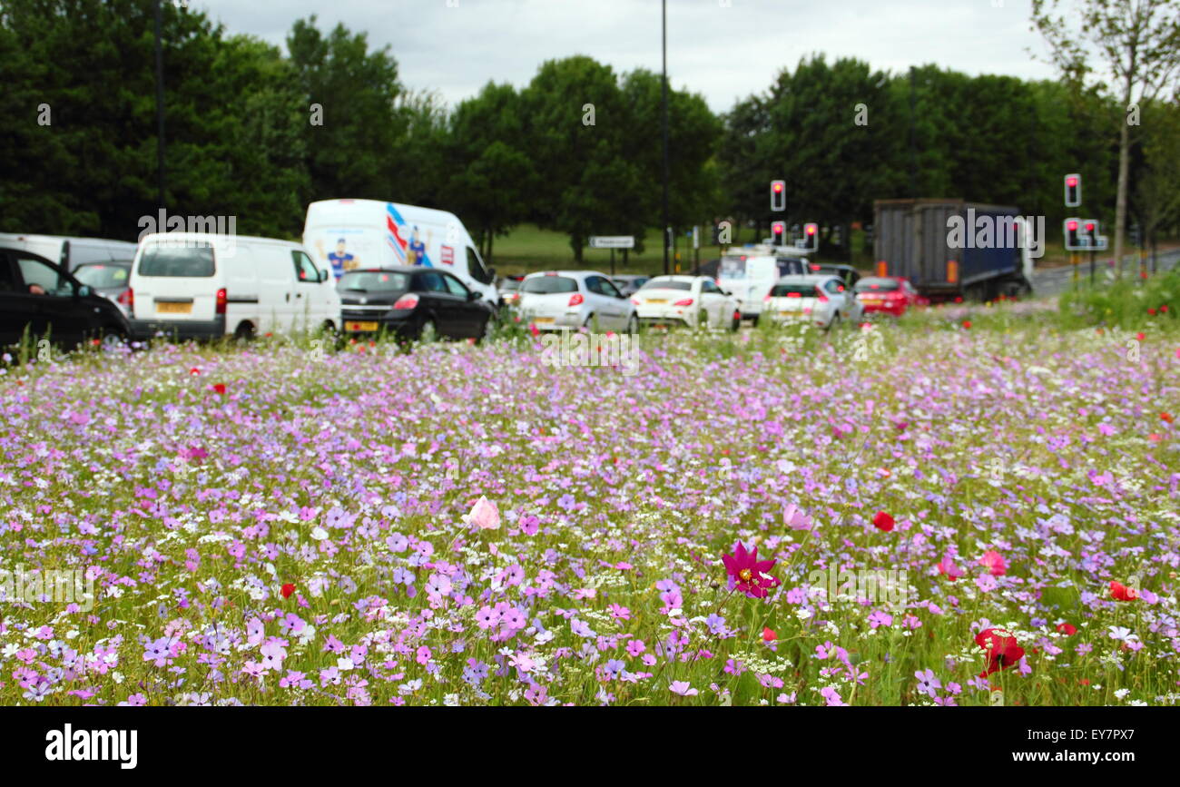 Stau von einer am Straßenrand Kante behängt mit Wildblumen in Rotherham, South Yorkshire, UK - Sommer, 2015 Stockfoto