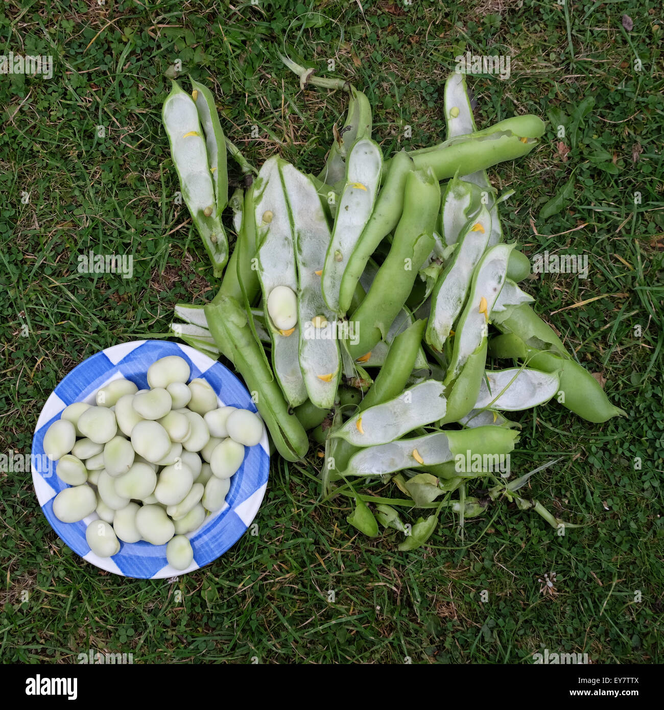Dicke Bohnen im Garten Juli Großbritannien mit Exemplar Beschuss Stockfoto