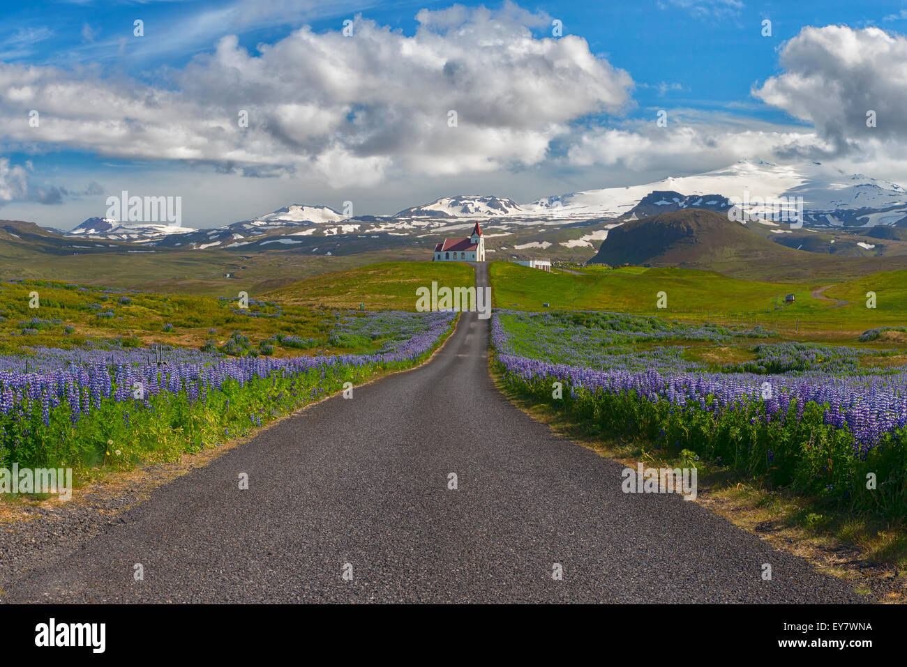 Nootka Lupinen Blumen Feld im Snaefellsjoekull Nationalpark, Island Stockfoto