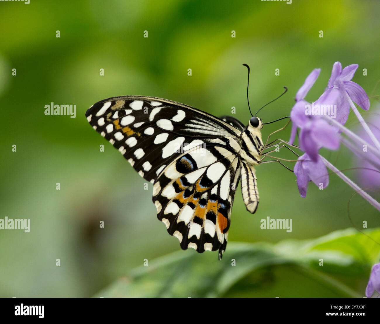 Gemeinsamen Kalk (Papilio Demoleus) Schmetterling auf lila Blume Stockfoto