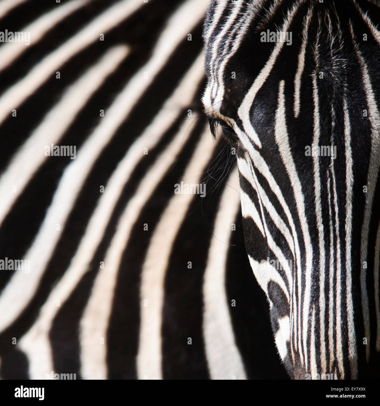 Grafischen Kopfschuss von Grant Zebra, Equus Quagga Boehmi. Stockfoto