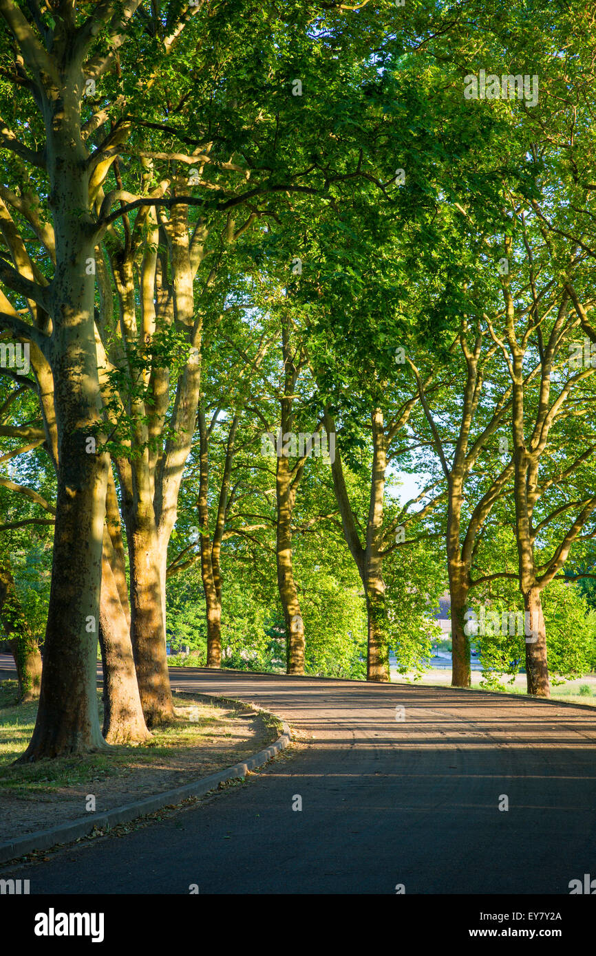 Gebogene Baum-gezeichnete Allee im Chateau de Chambord, Loire-et-Cher, Centre, Frankreich Stockfoto