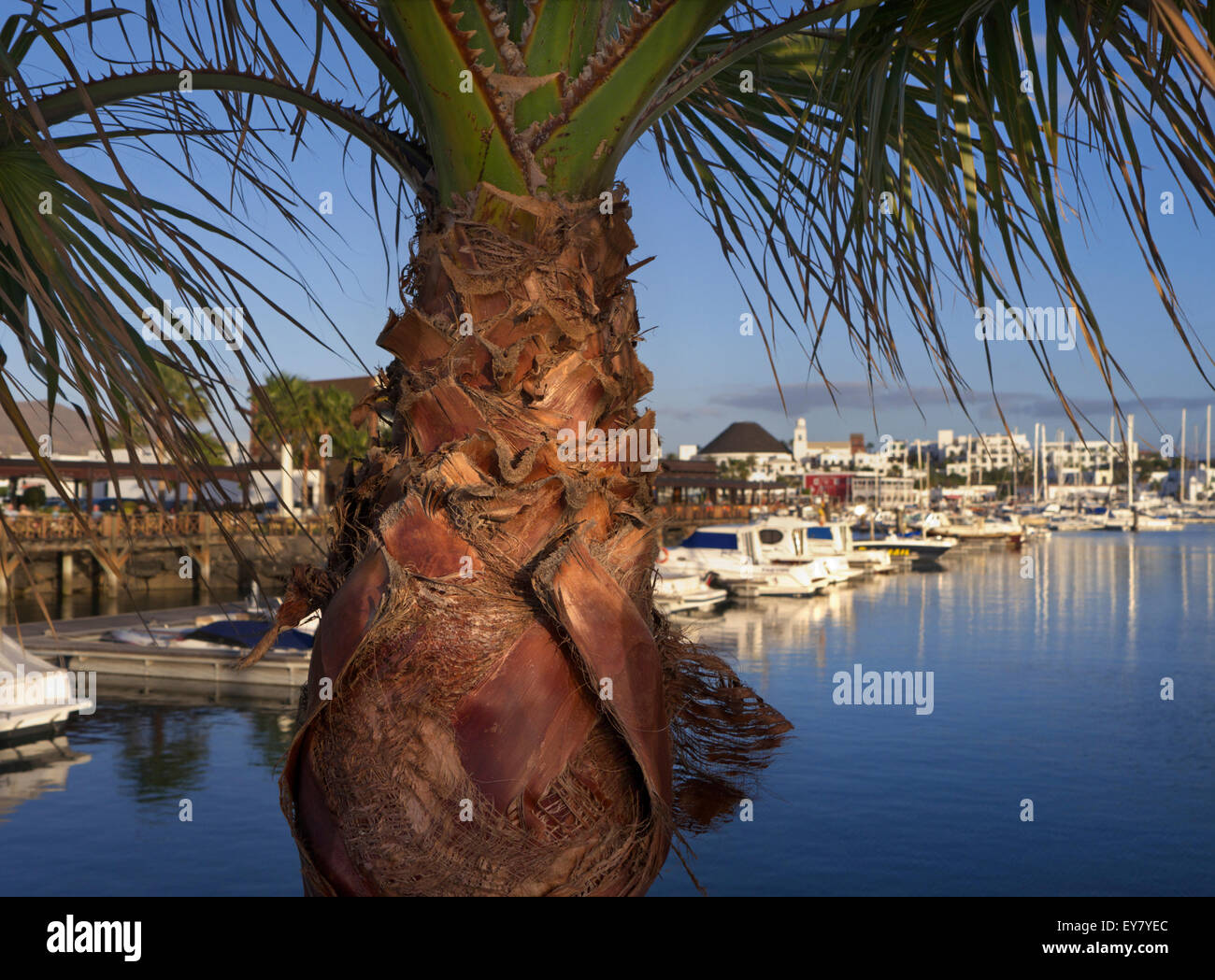 Palm Tree mit Marina Rubicon Resort hinter im späten untergehende Sonne Lanzarote Kanarische Inseln Spanien EU Stockfoto