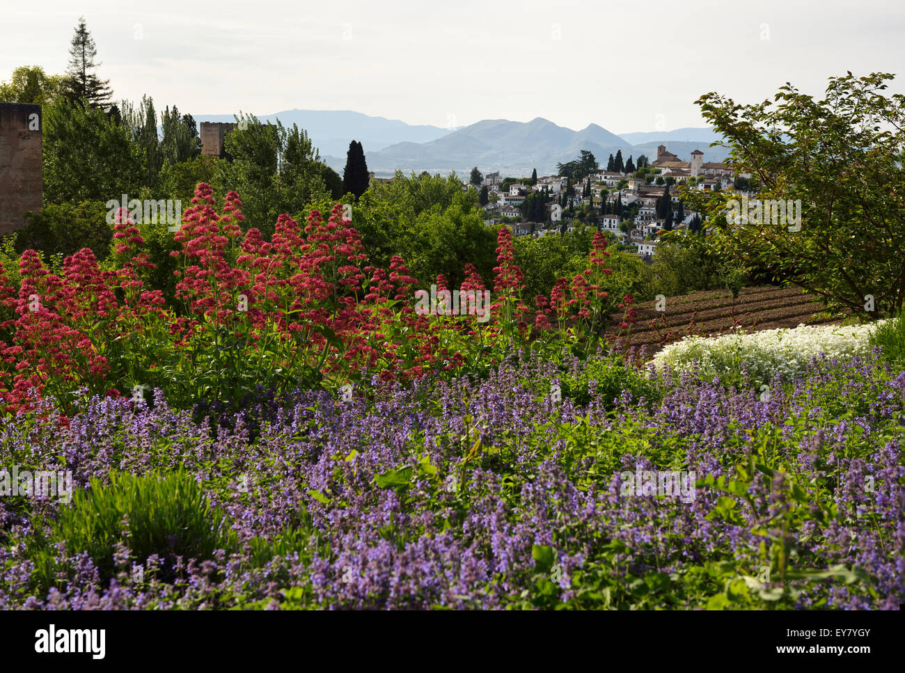 Blumen in den Gärten von Generalife mit Blick auf Festung Alhambra und Albaicin und Berge Granada Stockfoto