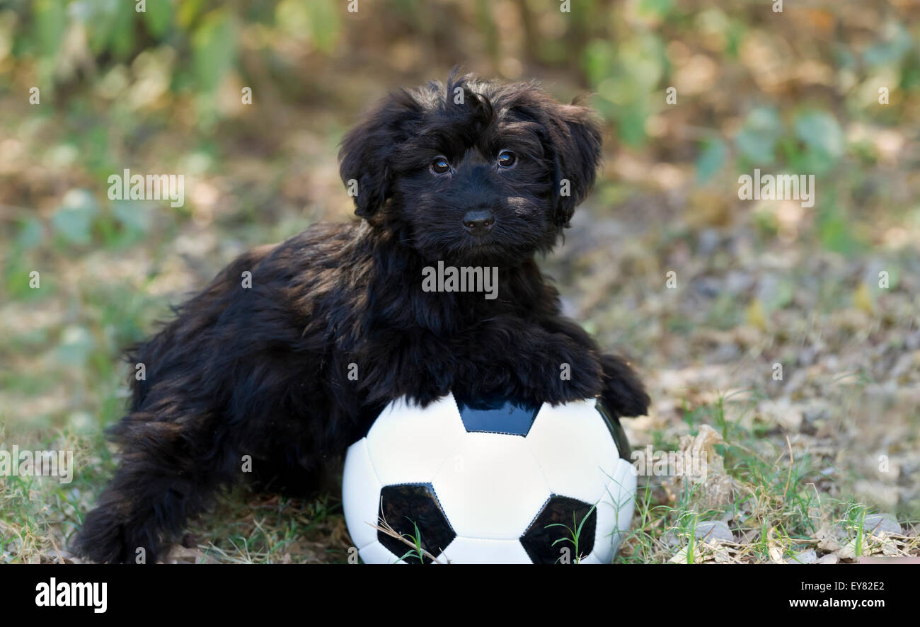 Niedlichen Welpen ist schwarz und flauschige ruht auf einem Fußball Ball im Freien und Blick in die Kamera mit bezaubernden Augen. Stockfoto
